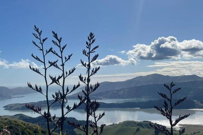 Lyttelton Harbour image