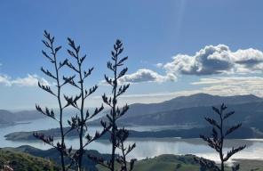Lyttelton Harbour image